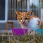 Katzenfutter Allergie: Ursachen, Symptome & das richtige Futter