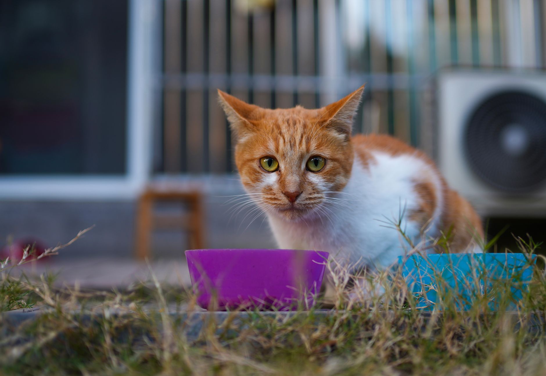 Katzenfutter Allergie: Ursachen, Symptome & das richtige Futter