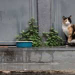 Katzenfutter Allergie: Ursachen, Symptome und die richtige Ernährung Katzenfutter Allergie: Ursachen, Symptome und die richtige Ernährung