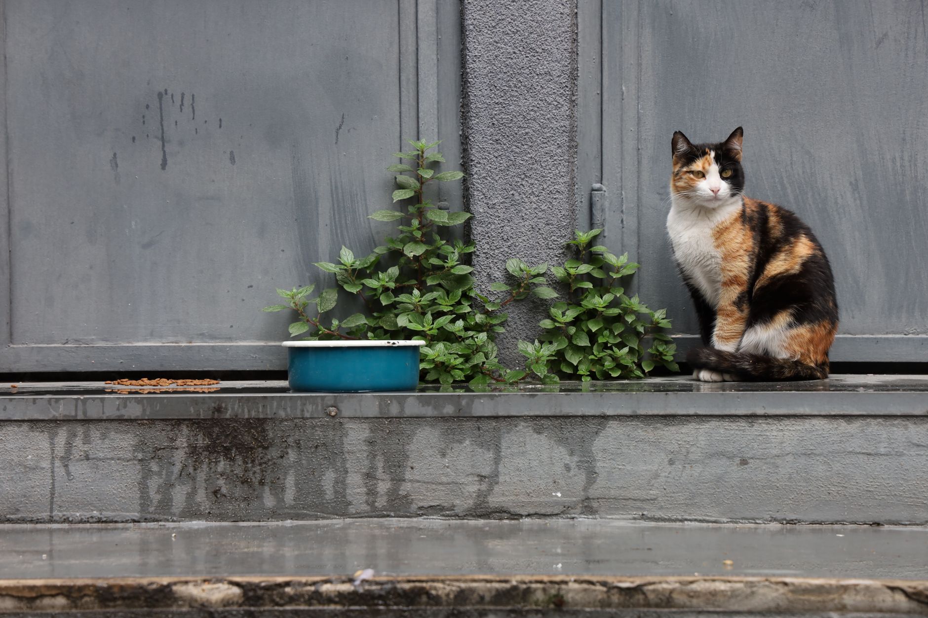 Katzenfutter Allergie: Ursachen, Symptome und die richtige Ernährung