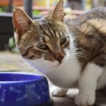 Katzenfutter Allergie: Ursachen, Symptome und die richtige Ernährung Katzenfutter Allergie: Ursachen, Symptome und die richtige Ernährung