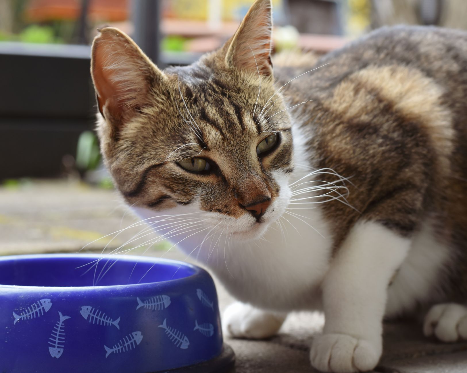 Katzenfutter Allergie: Ursachen, Symptome und die richtige Ernährung
