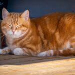 Katzenjahre in Menschenjahre umrechnen - so alt ist deine Katze wirklich