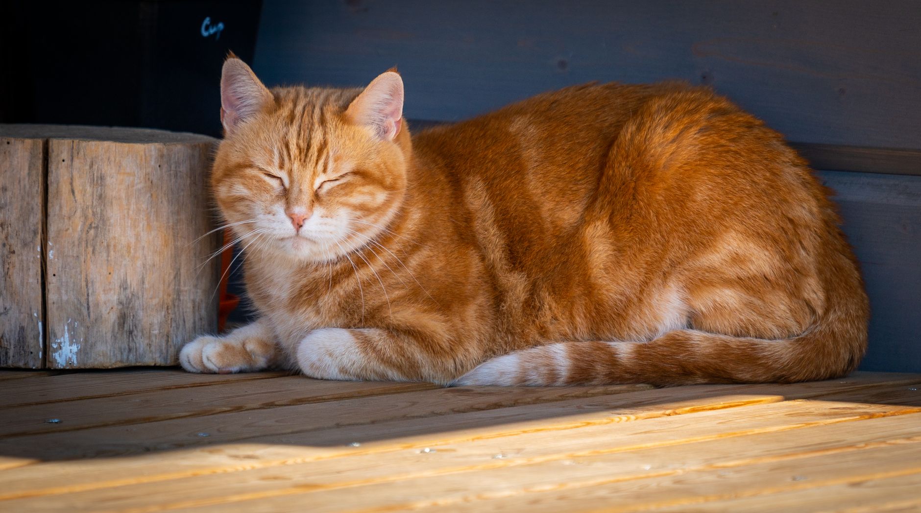 Katzenjahre in Menschenjahre umrechnen - so alt ist deine Katze wirklich