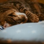 Katzenjahre in Menschenjahre umrechnen: So alt ist deine Katze wirklich