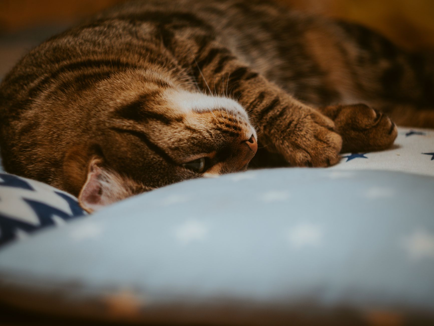 Katzenjahre in Menschenjahre umrechnen: So alt ist deine Katze wirklich