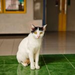 Katzenklo reinigen: So geht es richtig und wie oft ist nötig