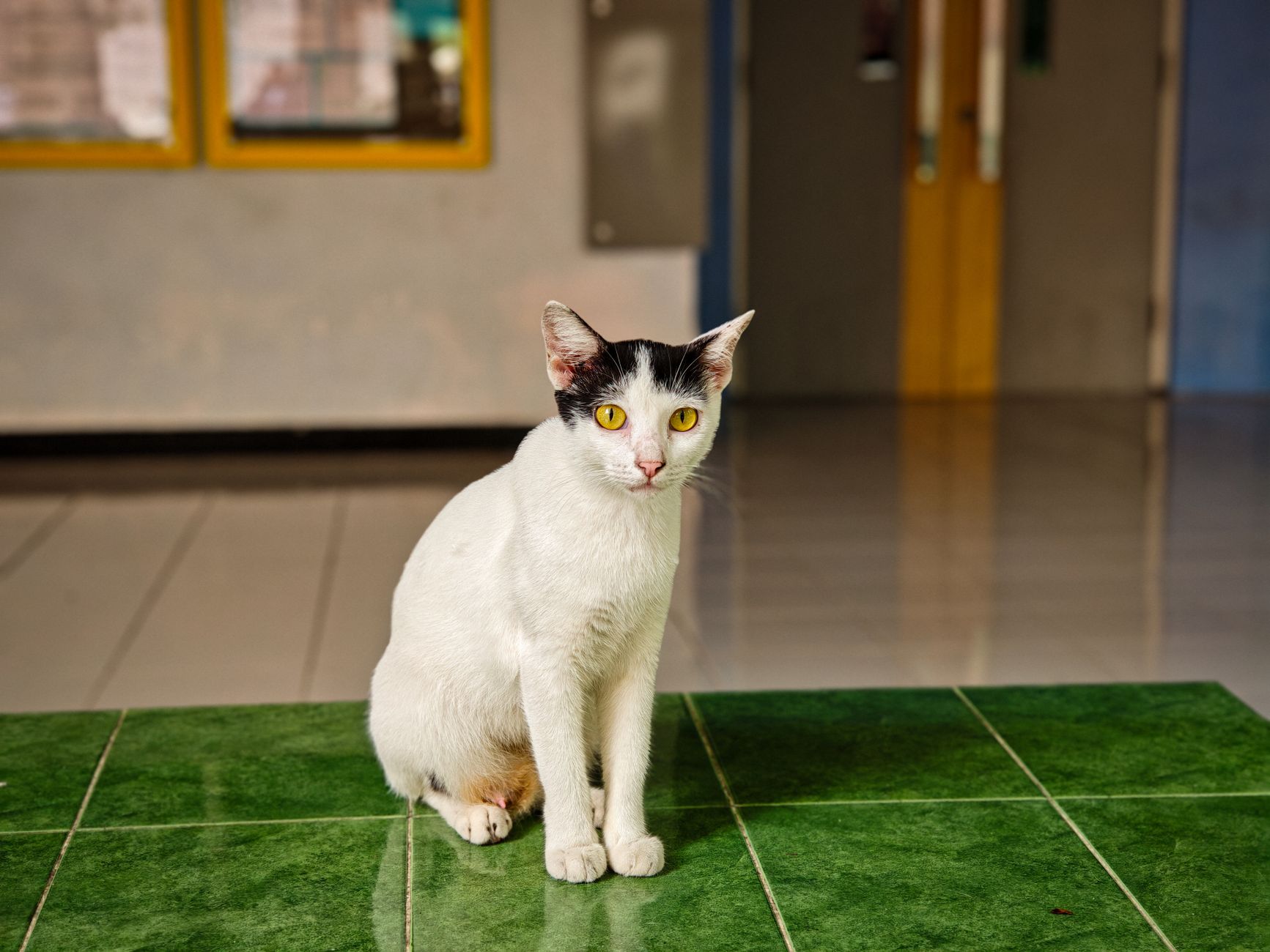 Katzenklo reinigen: So geht es richtig und wie oft ist nötig