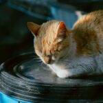Katzennetz Balkon: So sicherst du deinen Balkon richtig ab