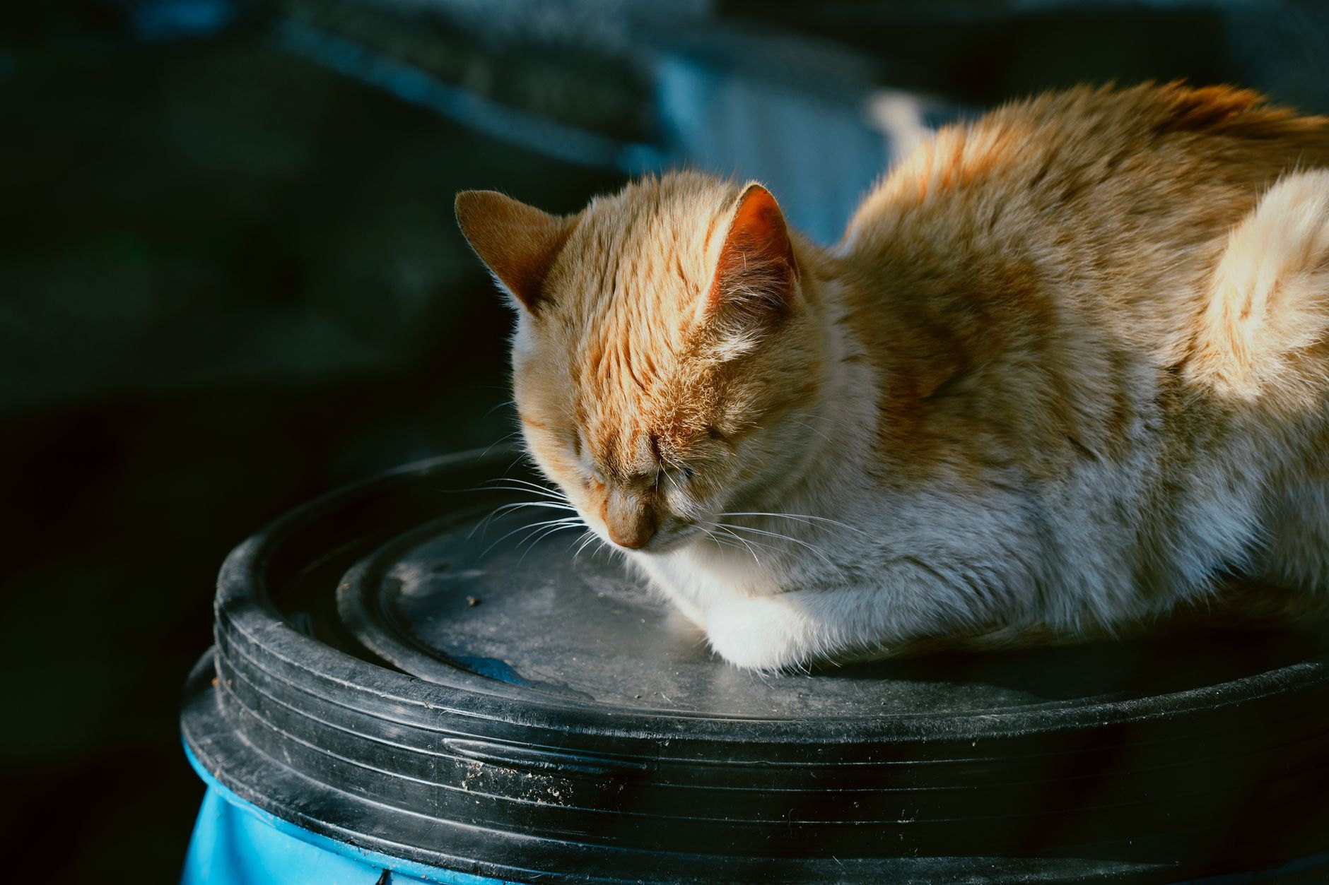 Katzennetz Balkon: So sicherst du deinen Balkon richtig ab