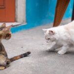 Katzenrassen: Übersicht, Charaktere und die richtige Wahl für dich Katzenrassen: Übersicht, Charaktere und die richtige Wahl für dich