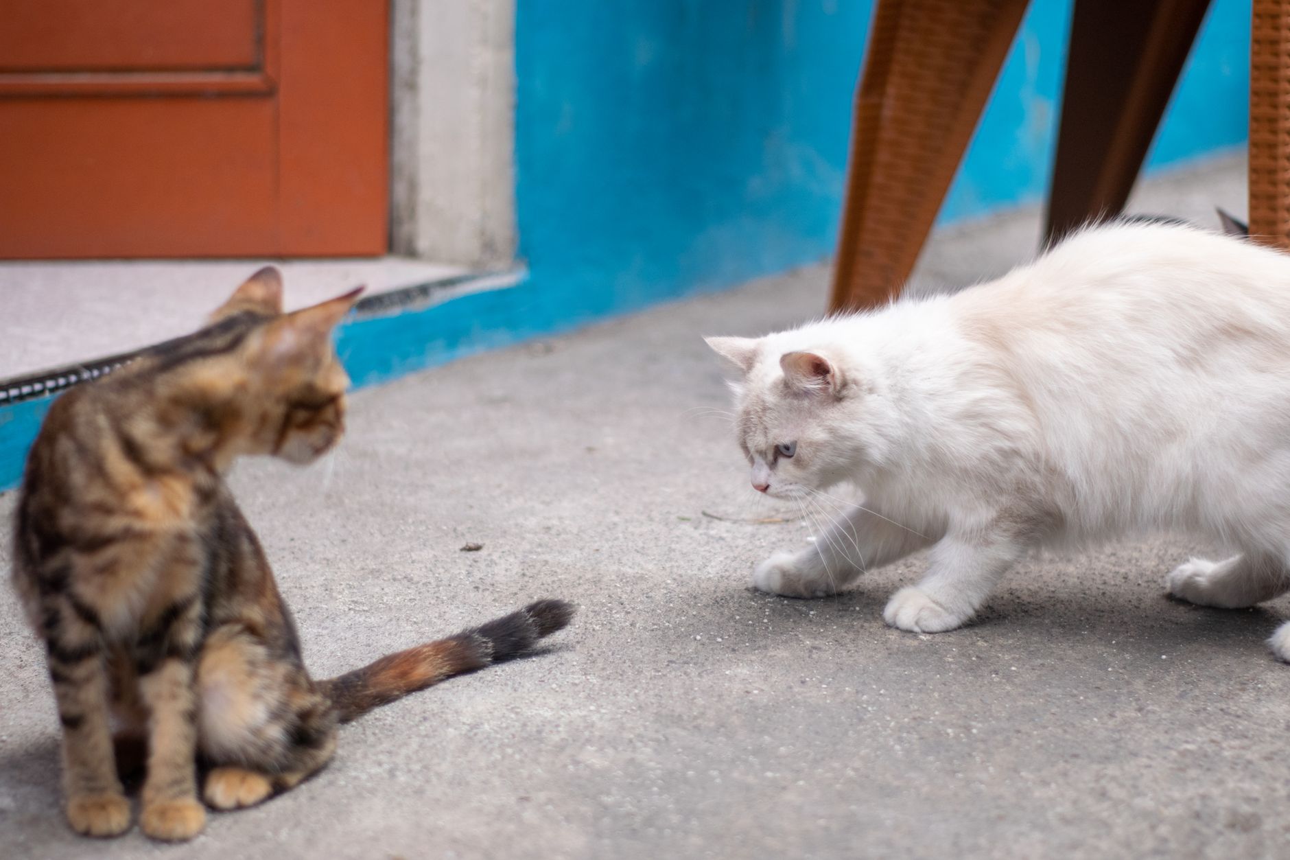 Katzenrassen: Übersicht, Charaktere und die richtige Wahl für dich