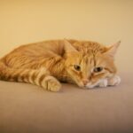 Katzenspielzeug für Wohnungskatzen: Die besten Ideen für mehr Beschäftigung