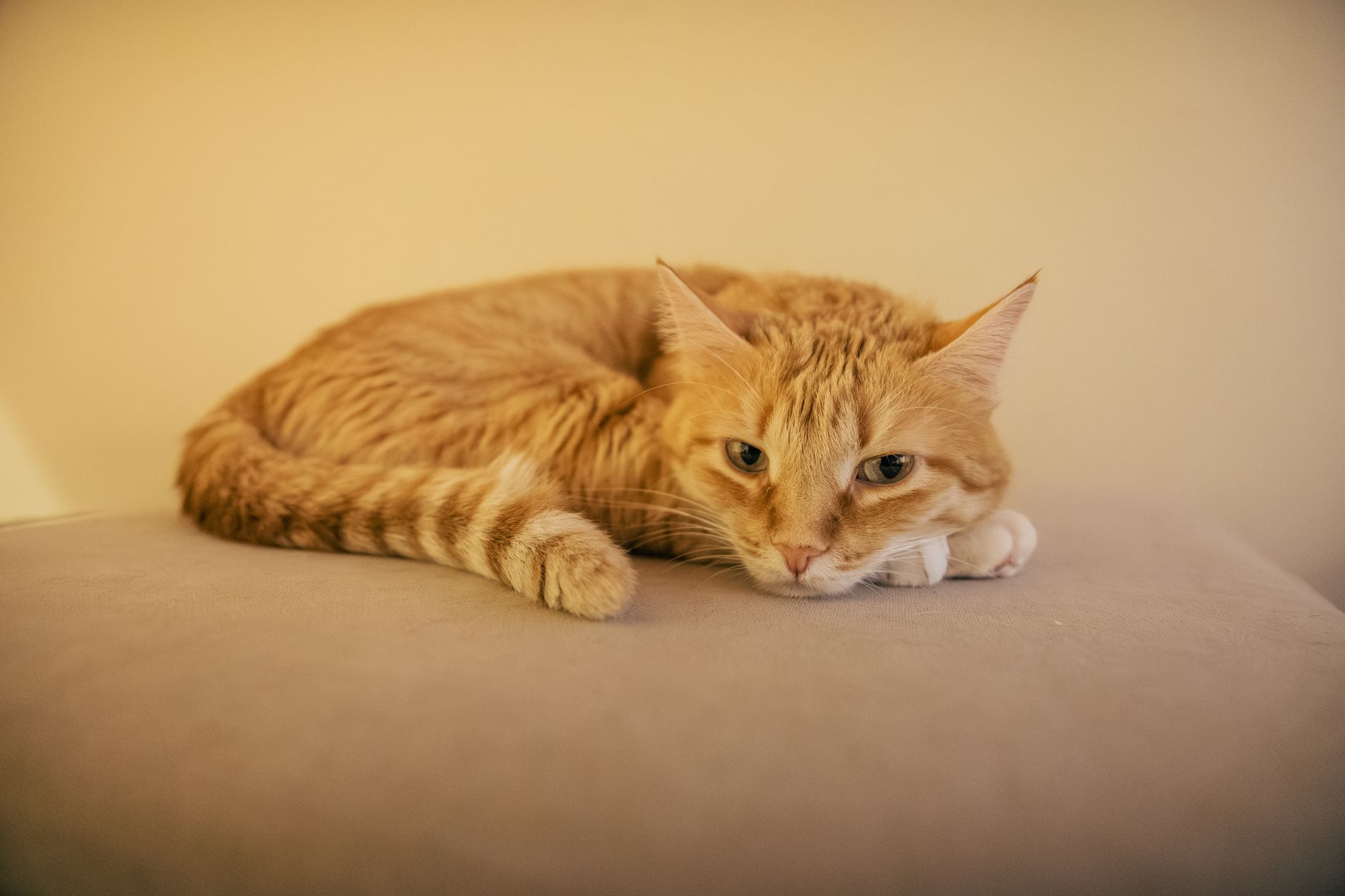 Katzenspielzeug für Wohnungskatzen: Die besten Ideen für mehr Beschäftigung