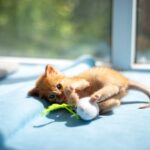 Katzenspielzeug mit Ball: Spielbälle und Kugelbahnen für Katzen im Vergleich