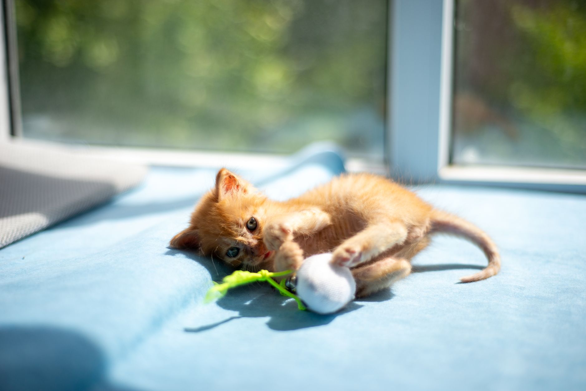 Katzenspielzeug mit Ball: Spielbälle und Kugelbahnen für Katzen im Vergleich