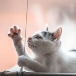 Katzenspielzeug mit Feder: Katzenangeln im großen Überblick