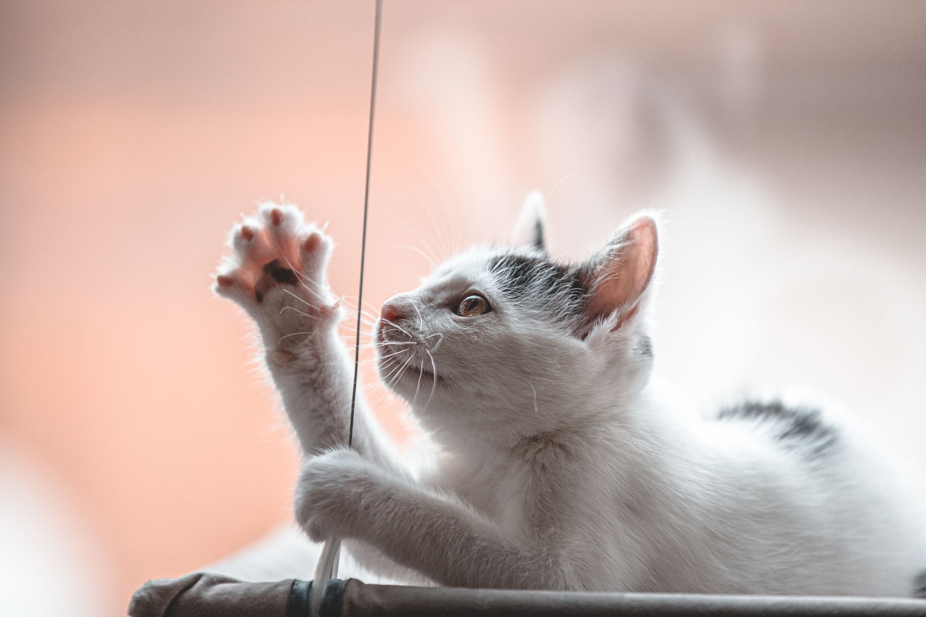 Katzenspielzeug mit Feder: Katzenangeln im großen Überblick