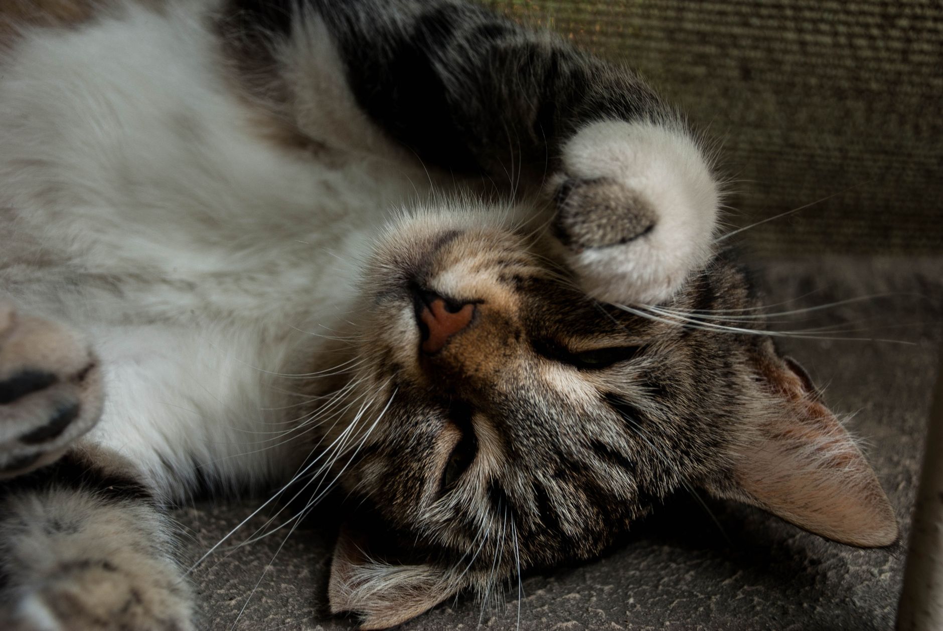 Katzenspielzeug mit Katzenminze: Catnip-Spielzeug richtig auswählen und verwenden