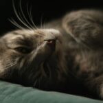 Katzenspielzeug zur Selbstbeschäftigung: Damit spielt die Katze auch alleine