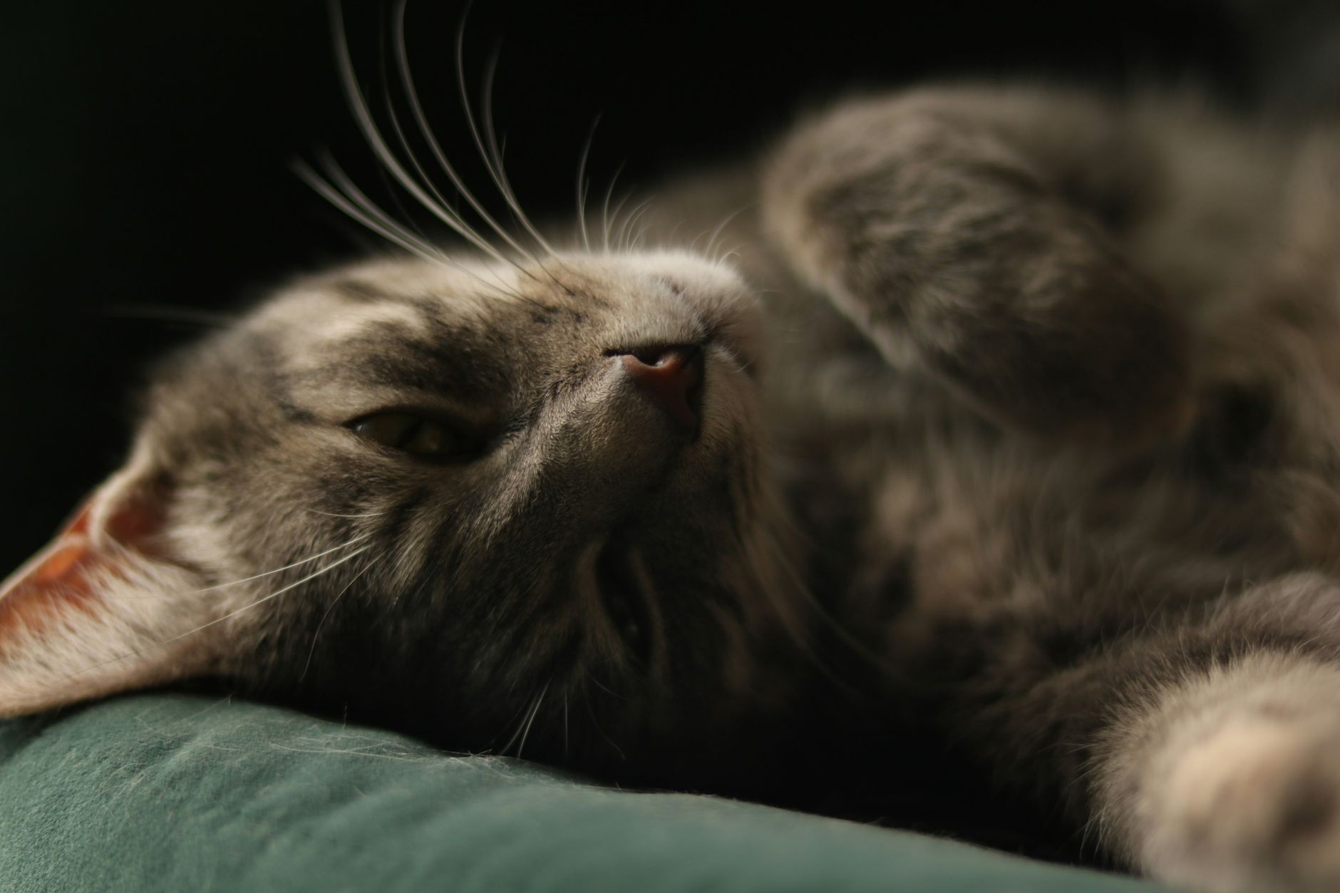 Katzenspielzeug zur Selbstbeschäftigung: Damit spielt die Katze auch alleine