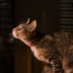 Katzenstreu Allergie: Ursachen, Symptome und die besten Alternativen Katzenstreu Allergie: Ursachen, Symptome und die besten Alternativen