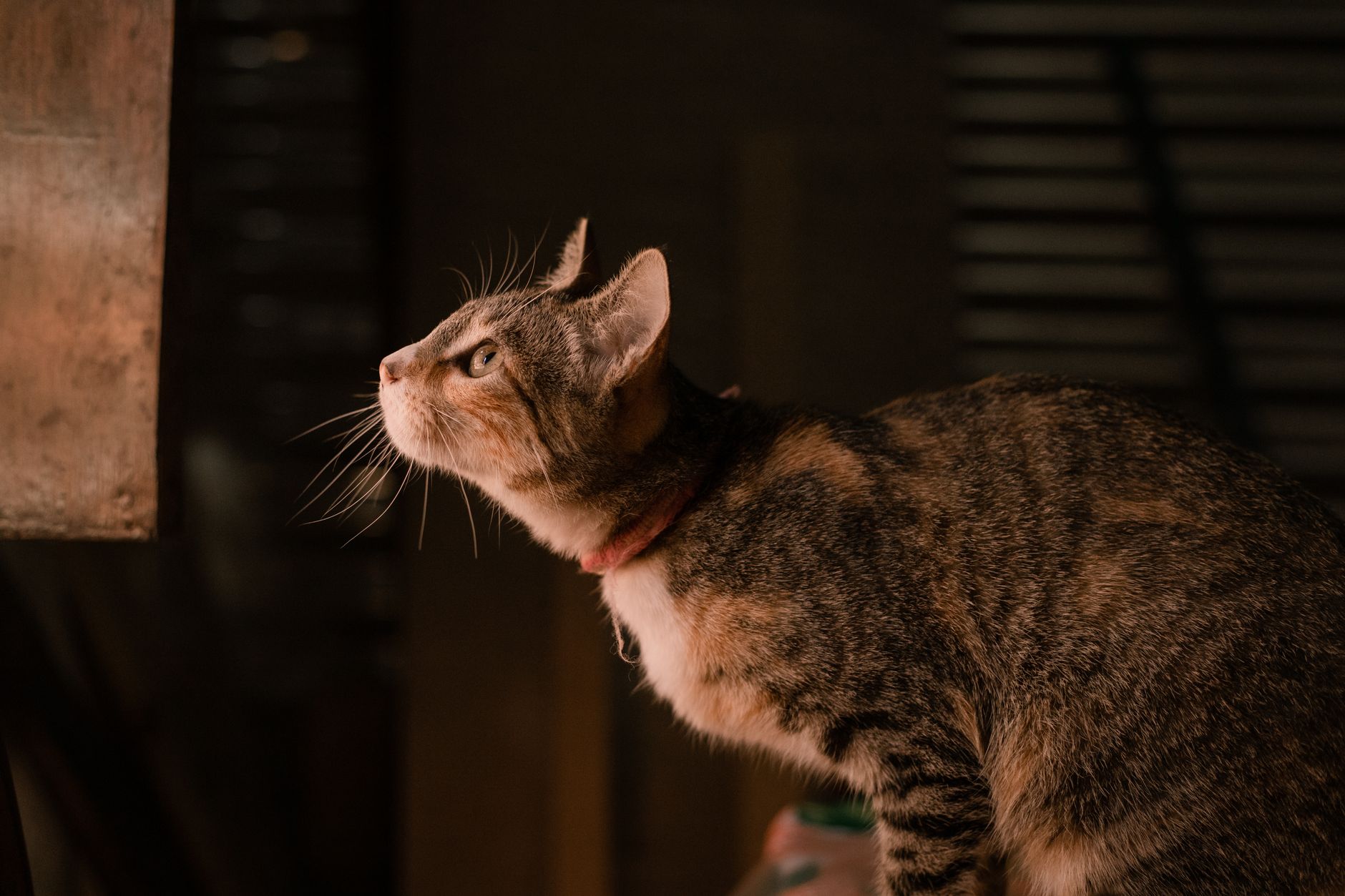 Katzenstreu Allergie: Ursachen, Symptome und die besten Alternativen