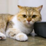 Katzenstreu Entsorgung Toilette: Warum das keine gute Idee ist