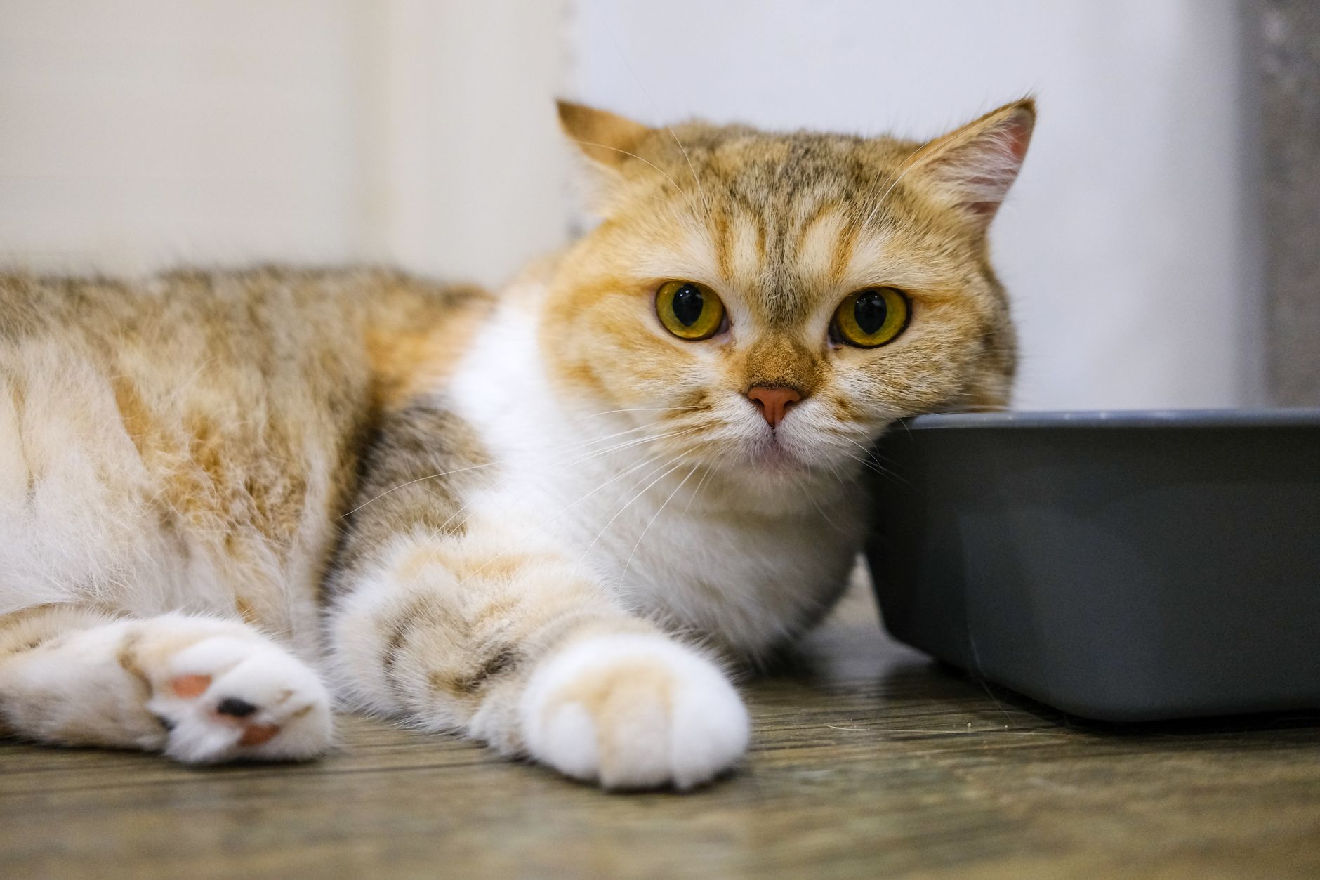 Katzenstreu Entsorgung Toilette: Warum das keine gute Idee ist