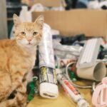 Katzenstreu selber machen: 7 natürliche Alternativen, die wirklich funktionieren Katzenstreu selber machen: 7 natürliche Alternativen, die wirklich funktionieren