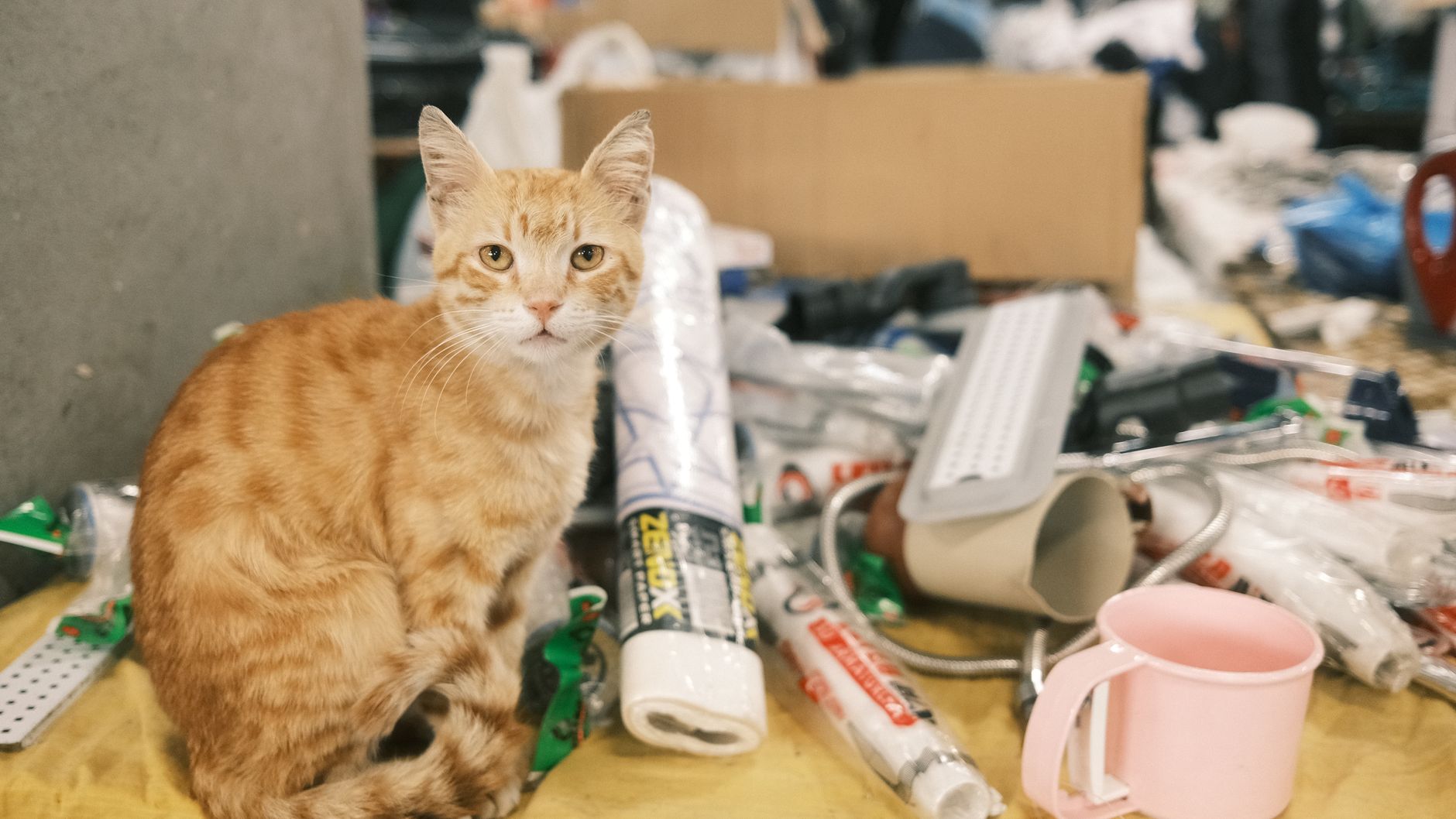 Katzenstreu selber machen: 7 natürliche Alternativen, die wirklich funktionieren