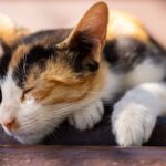 Katzentunnel: Warum viele Katzen Rascheltunnel und Spieltunnel lieben