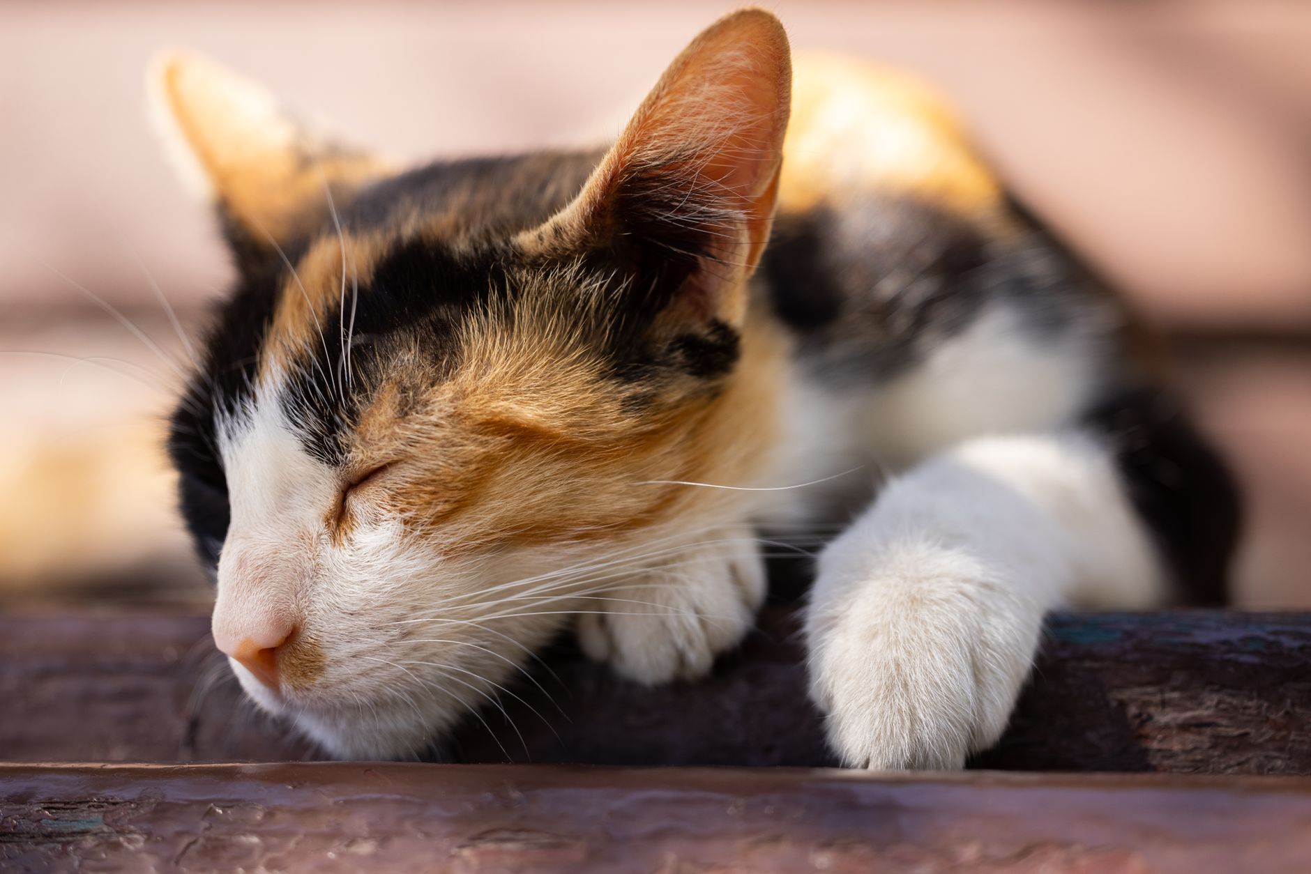 Katzentunnel: Warum viele Katzen Rascheltunnel und Spieltunnel lieben