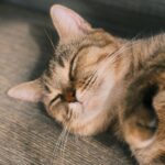 Katzenzubehör: Die wichtigsten Produkte für eine artgerechte Katzenhaltung