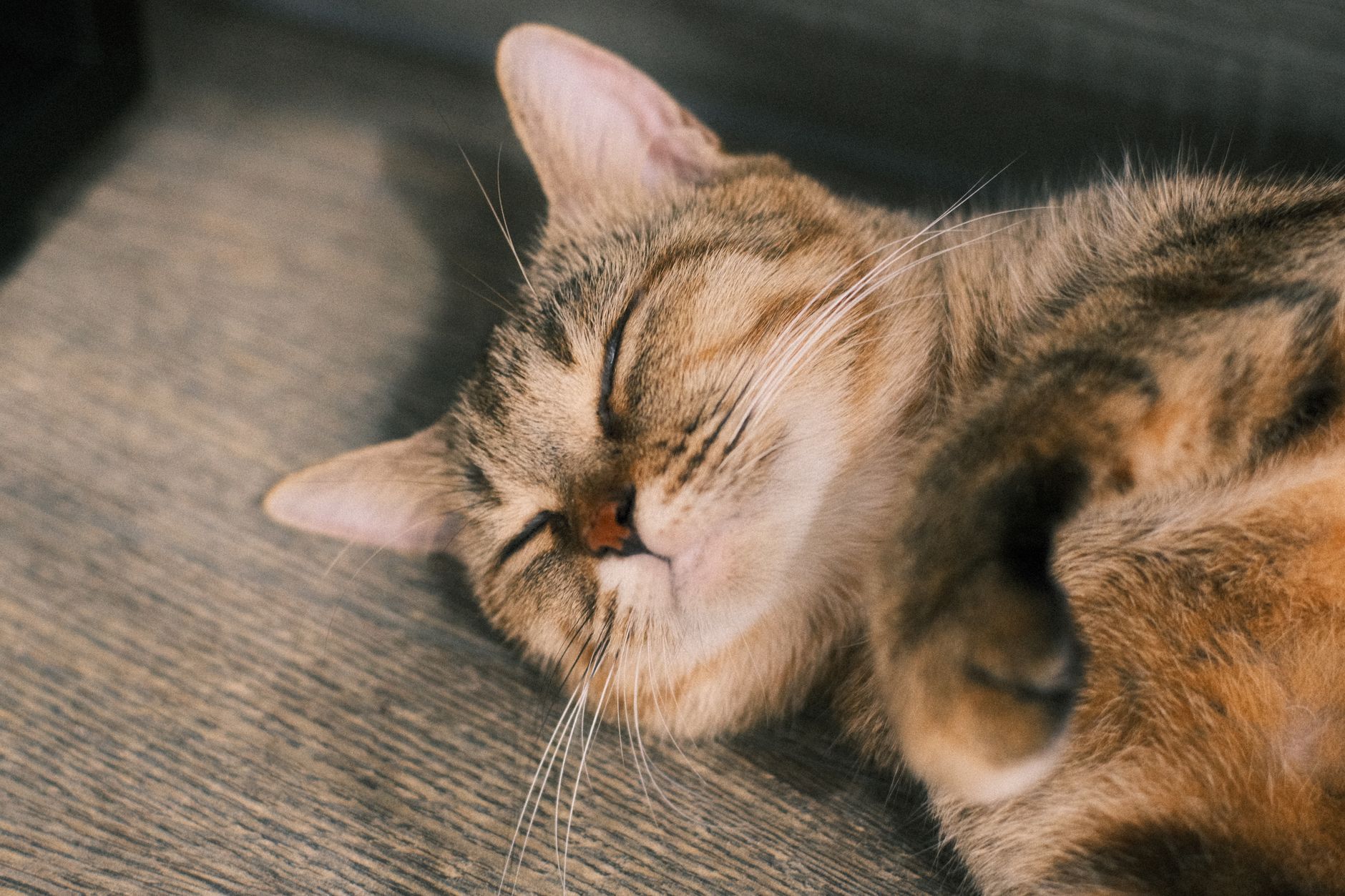 Katzenzubehör: Die wichtigsten Produkte für eine artgerechte Katzenhaltung