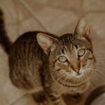 Kitten Futter: Was Babykatzen wirklich brauchen (und was schadet) Kitten Futter: Was Babykatzen wirklich brauchen (und was schadet)