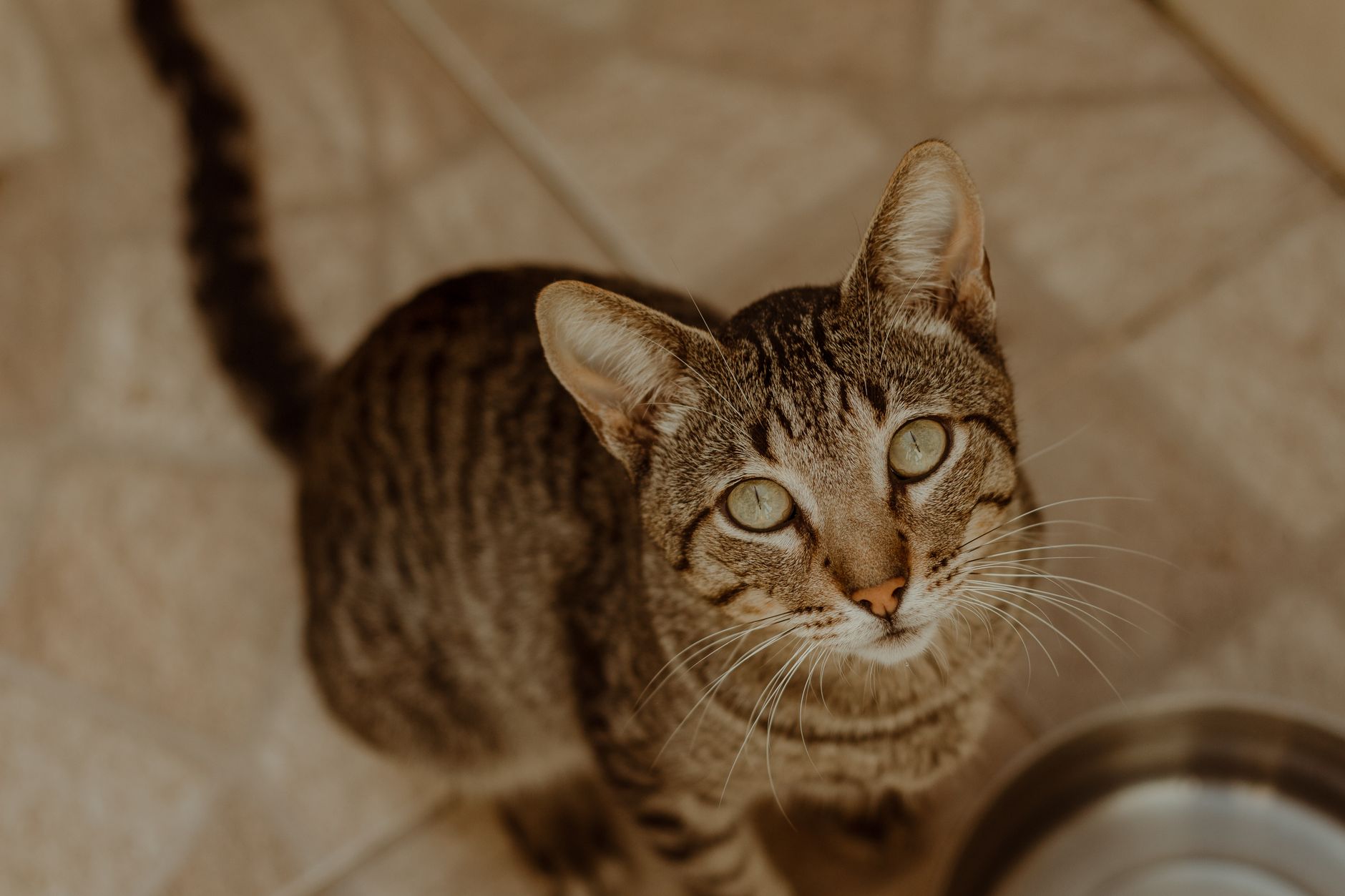 Kitten Futter: Was Babykatzen wirklich brauchen (und was schadet)