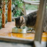 Kitten Futter: Was Kätzchen wirklich brauchen (Alter, Menge, Inhaltsstoffe) Kitten Futter: Was Kätzchen wirklich brauchen (Alter, Menge, Inhaltsstoffe)