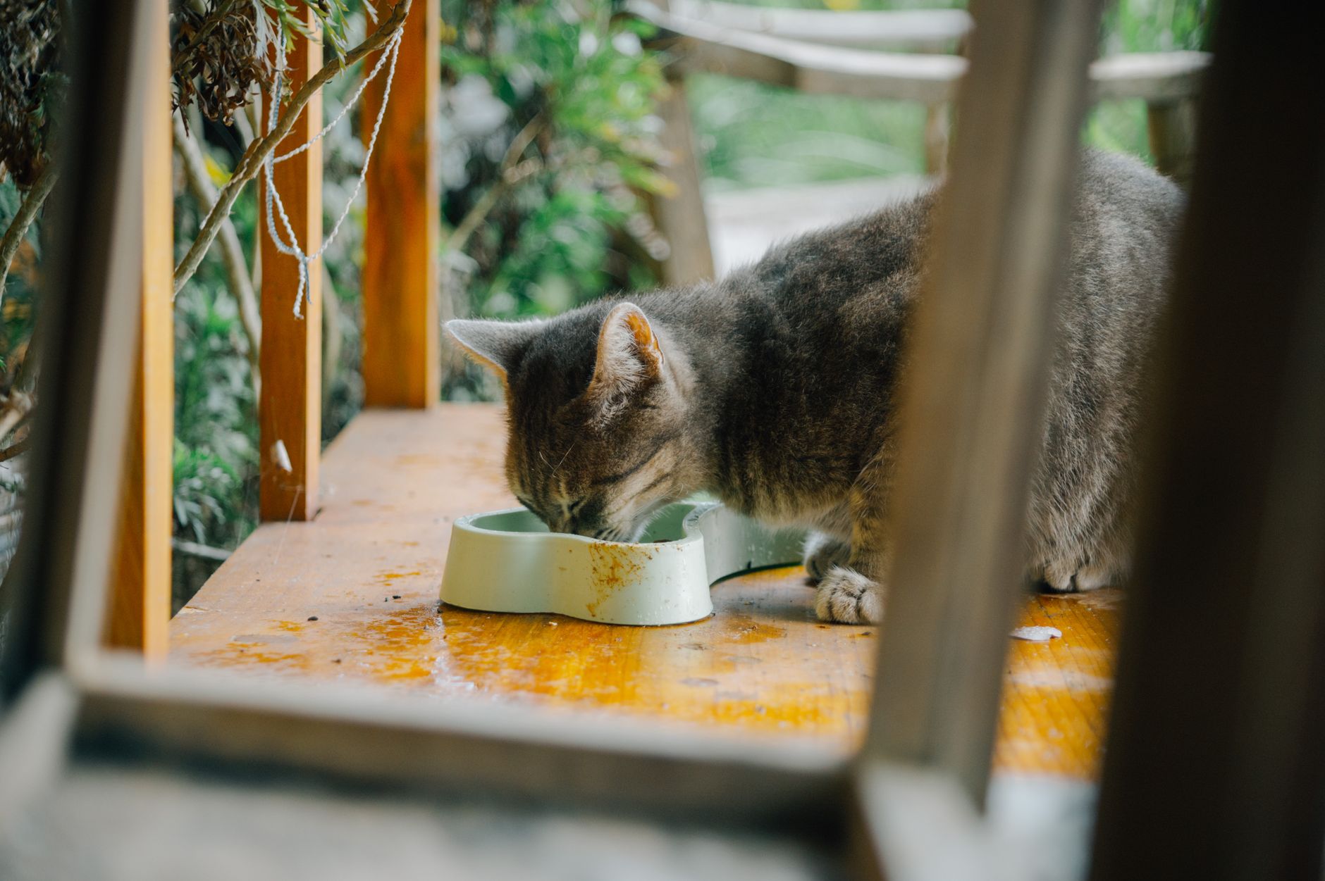 Kitten Futter: Was Kätzchen wirklich brauchen (Alter, Menge, Inhaltsstoffe)