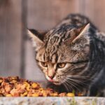 Kitten Futter: Was Welpen wirklich brauchen - Ratgeber 2026
