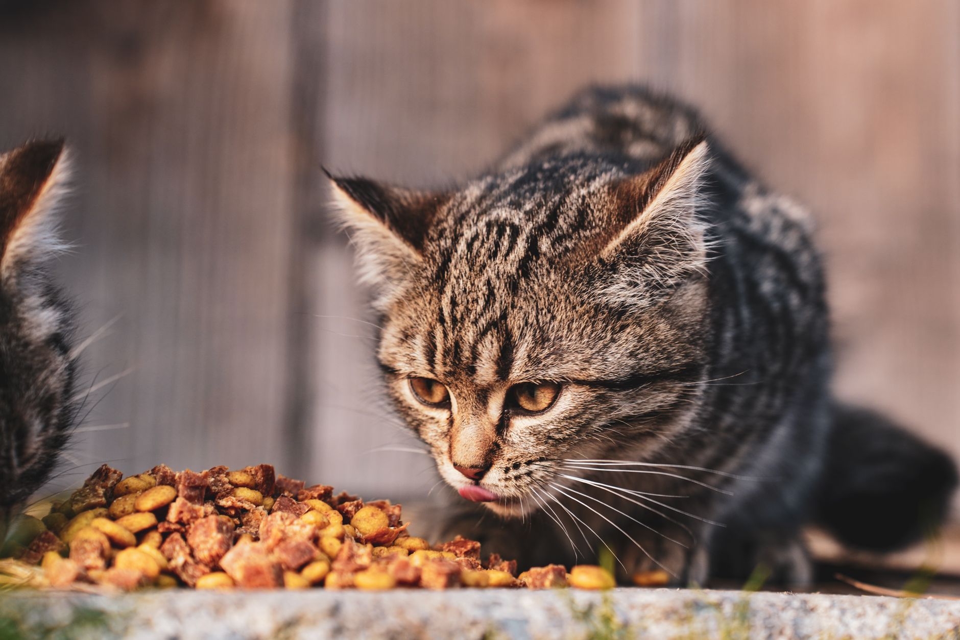 Kitten Futter: Was Welpen wirklich brauchen - Ratgeber 2026