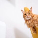 Maine Coon Katze: Charakter, Haltung und alles was du wissen musst