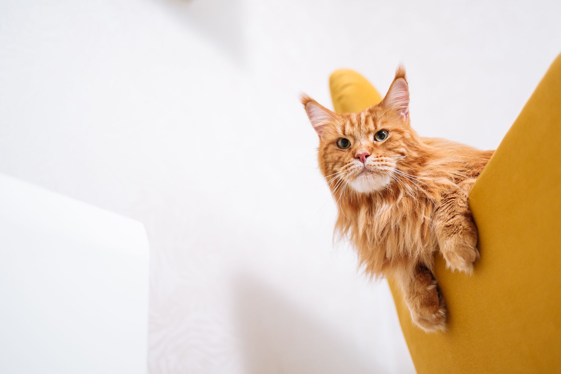 Maine Coon Katze: Charakter, Haltung und alles was du wissen musst