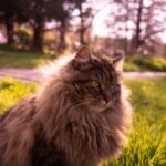 Norwegische Waldkatze: Charakter, Haltung und Pflege der nordischen Schönheit Norwegische Waldkatze: Charakter, Haltung und Pflege der nordischen Schönheit