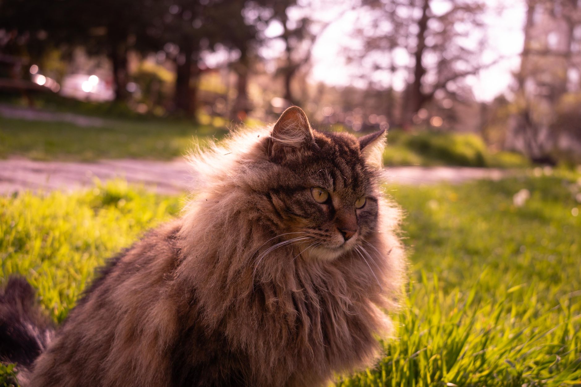 Norwegische Waldkatze: Charakter, Haltung und Pflege der nordischen Schönheit
