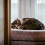 Wie alt werden Katzen? Durchschnittsalter, Rekorde und was die Lebenserwartung beeinflusst