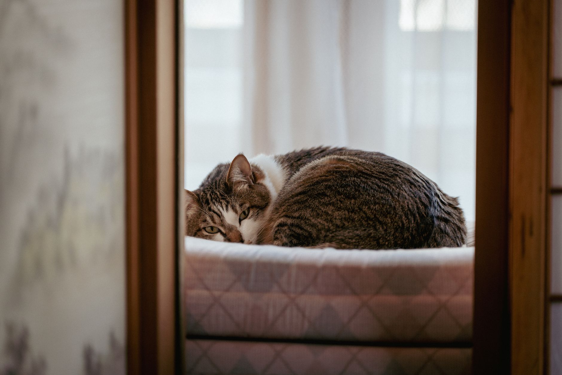 Wie alt werden Katzen? Durchschnittsalter, Rekorde und was die Lebenserwartung beeinflusst