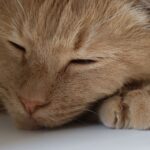 Wie alt werden Katzen? Lebenserwartung & Einflussfaktoren im Überblick Wie alt werden Katzen? Lebenserwartung & Einflussfaktoren im Überblick