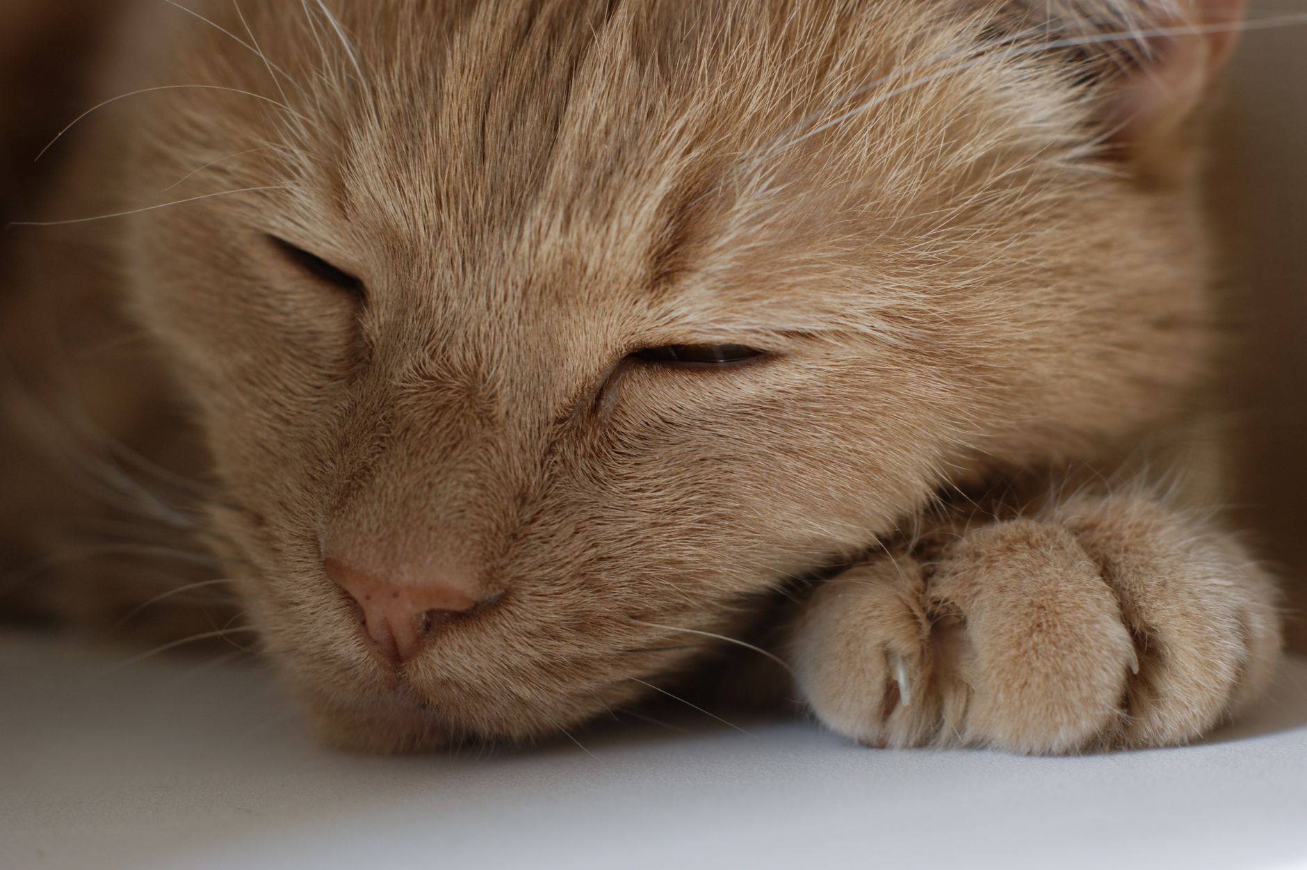 Wie alt werden Katzen? Lebenserwartung & Einflussfaktoren im Überblick