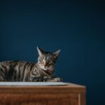 Wurmkur für die Katze: Wann, wie oft und welche Mittel wirklich helfen